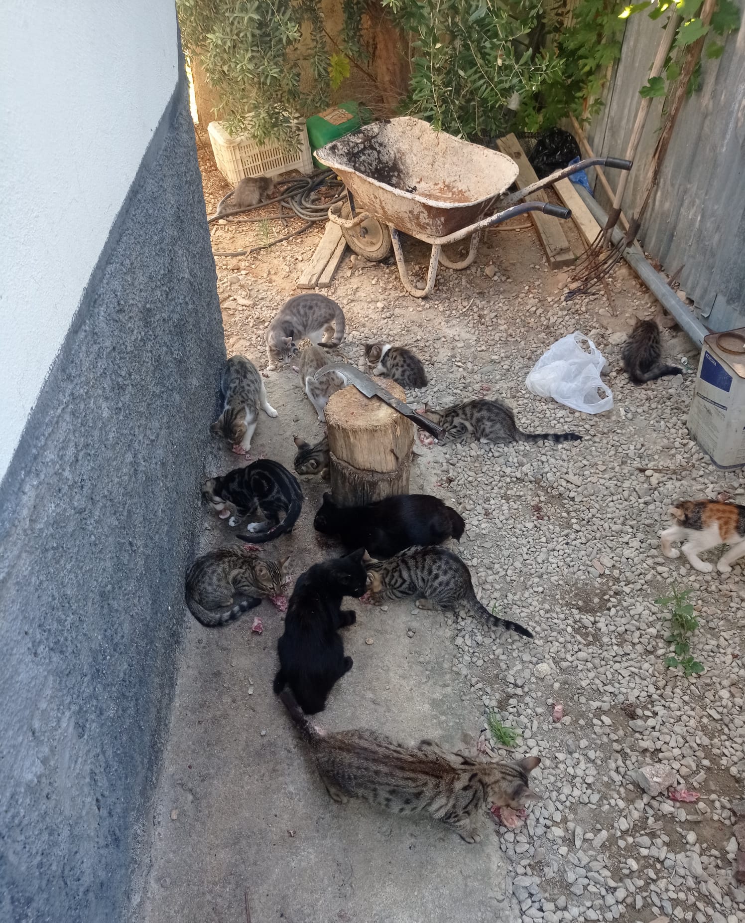 SOKAK KEDİLERİNE ADANAN BİR YAŞAM